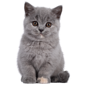 A photo of a small kitten.